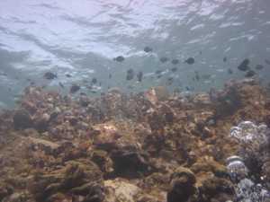 Coral reefs are the ideal place for an Underwater Naturalist to observe and study aquatic life